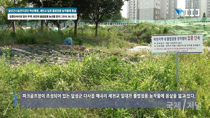 달성군시설관리공단 탁상행정, 세천교 일원 불법점용 농작물로 몸살